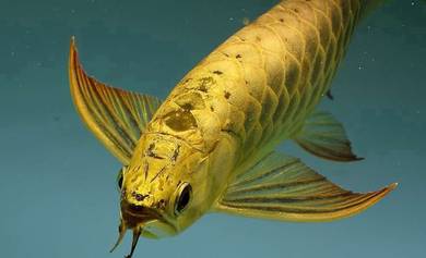 Arowana 24k golden crossback 12 inch -wholesale
