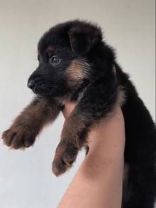 German Shepherd Females