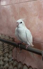 Burung Cockateil