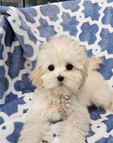 Maltese Poodle Maltipoo Puppy
