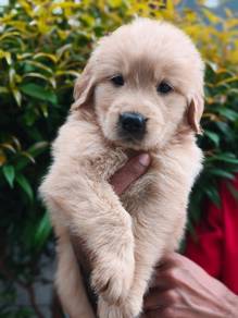 Goldenretriever 