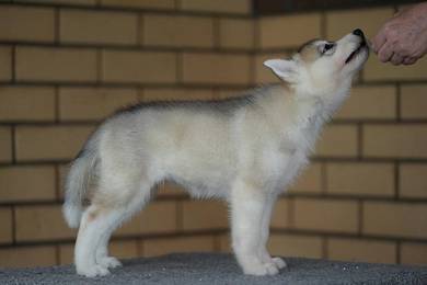 Siberian Husky Puppies for Sale