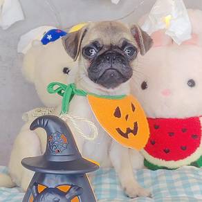 Pug