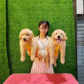 golden retriever giant