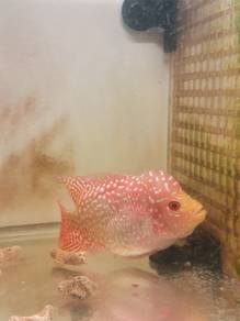 Gb Kamfa louhan flowerhorn