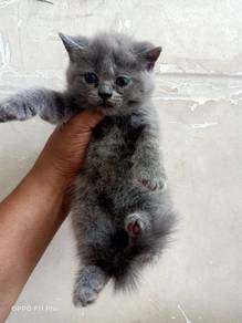 Kitten BSH male utk direhome