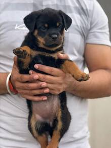 rottweiler 