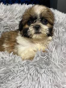 Trusting Shihpoo / Fluffy / Teddy Face / Companion