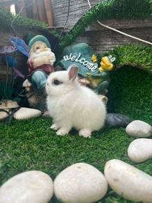 Netherlands Dwarf