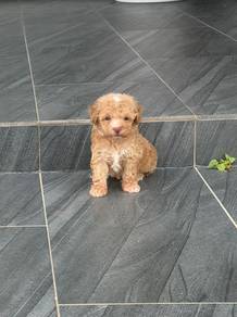 Toy poodle puppy