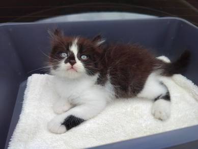TOPs A-GRADE Yujiro Black White Curl Ragdoll cat