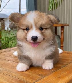 CORGI PUPPIES C179 🌻 Lovely Male Female