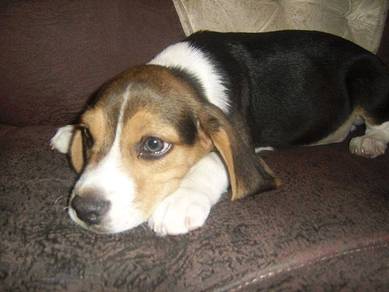 Sniffle-nose Beagle the cutest little playful pupp