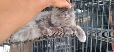 KUCING BRITISH LONG HAIR BSH BLH Meow
