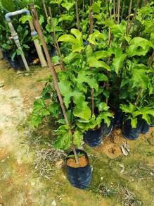 Golden Passion Fruit/Buah Markisa Emas