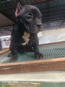 American bully puppy