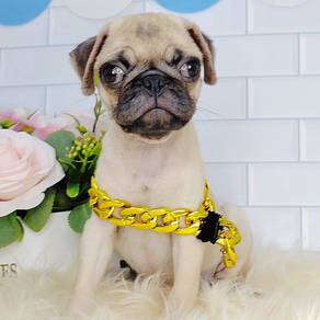 Pug