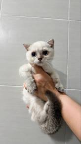 munchkin