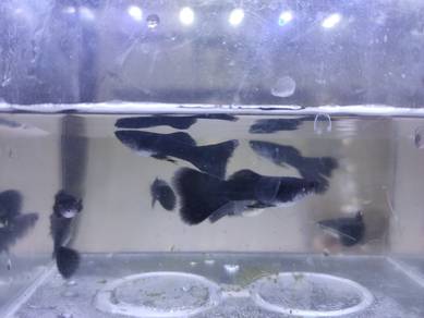 Black Moscow Guppy Fish 