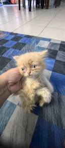 anak bulus persian