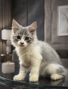 Mainecoon