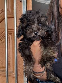 2 months old Maltipoo Male for sale