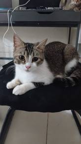 1-Year-Old Scottish Straight & Bengal Mix Kitten