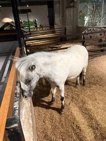 Falabella Horse