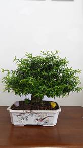 Pokok Jeliti Bonsai
