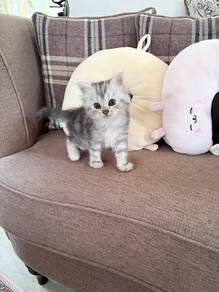 kittens