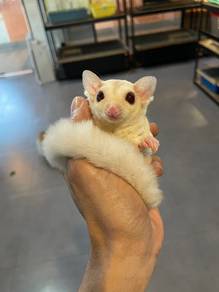 Creamino Sugar Glider