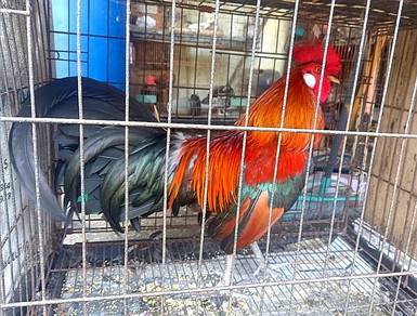 Ayam hutan merah