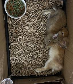Lionhead Rabbit for Sale🐰