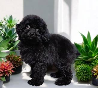black color poodle 