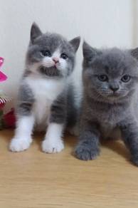 bsh male 