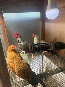 Ayam Phoenix 