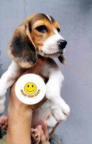 CC200 Beagle tri color haired puppy