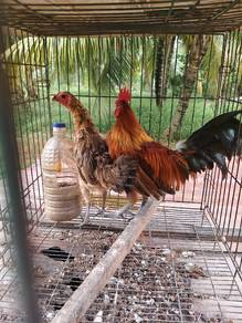 ayam kampung