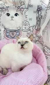 Shorthair Munchkin Blue Point
