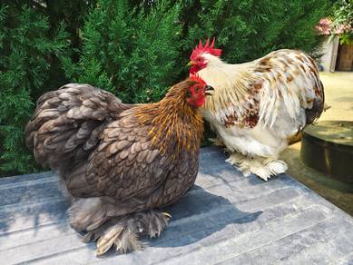Ayam Pekin Bantam (Putih & Kelabu)