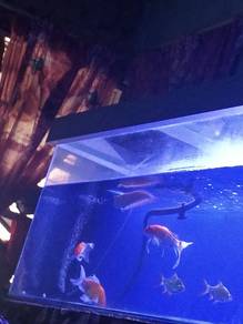 4 kaki Aquarium,stand, pump motor 2 unit, fish 