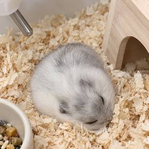 Male Winter White Hamster🐹🤍