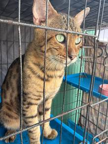 Kucing Cat Bengal Jantan