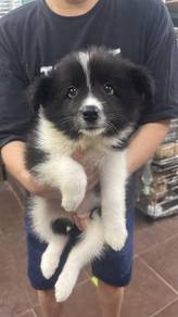 边牧女
Border Collie
Female
F1
2个月大