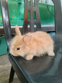 Rabbit
