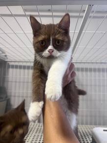 Bsh cinnamon
