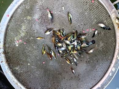 ikan platy molly