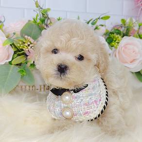 Toy Poodle
