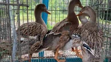 itik 🦆 ducks