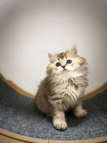 British Longhair Purebreed (BLH) Kitten